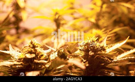 Marihuana Startseite Plantage... blühende Cannabis Pflanzen unter Kunstlicht drinnen. Stockfoto
