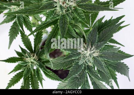 Cannabis Knospen auf einem weißen Hintergrund der Ansicht von oben. Stockfoto