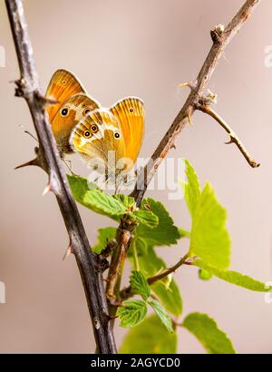 Zwei Pearly Heide Schmetterlinge Coenonympha arcnia Paarung Aalen in der Sonne in der Montes Universales an Albarracin Spanien Stockfoto