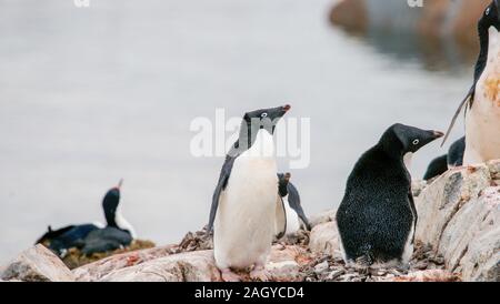 Petermann Island in der Antarktis, Pinguine Adélie Verschachtelung zwischen den Felsen. Stockfoto