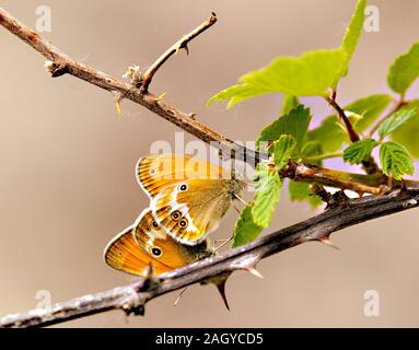 Zwei Pearly Heide Schmetterlinge Coenonympha arcnia Paarung Aalen in der Sonne in der Montes Universales an Albarracin Spanien Stockfoto