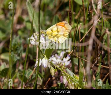 Provence oder Marokkanischen orange tip butterfly Anthocharis euphenoides in der spanischen Landschaft in der Montes Universales an Albarracin Spanien Stockfoto