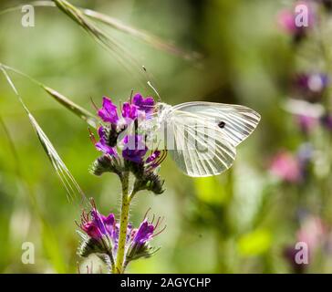 Kleine weiße Pieris rapae Schmetterling auf einer Blüte in einem englischen Country Garden Stockfoto