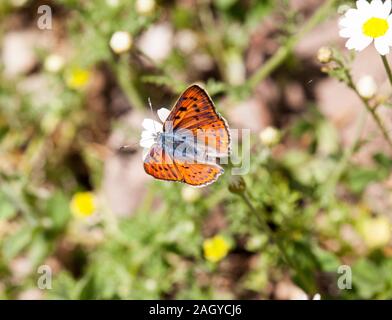 Purple butterfly Lycaena alciphron schoß Kupfer Aalen in der Sonne auf einer Blume Kopf in den Montes Universales an Noguera östlichen Spanien Stockfoto