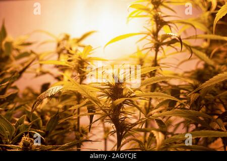 Marihuana Startseite Plantage... blühende Cannabis Pflanzen unter Kunstlicht drinnen. Stockfoto