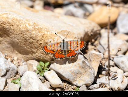 Der spanische Fritillär-Schmetterling Euphydryas desfontainii in der spanischen Landschaft in den Montes Universales bei Albarracin in Ostspanien Stockfoto