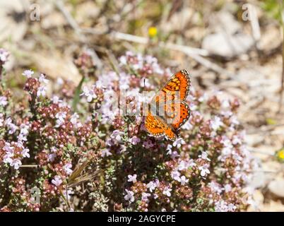 Spanisch in Spanien Fritillary Schmetterling Euphydryas desfontainii in der spanischen Landschaft in der Montes Universales an Albaracin Stockfoto