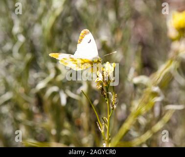 Provence oder Marokkanischen orange tip butterfly Anthocharis euphenoides in der spanischen Landschaft in der Montes Universales an Albarracin Spanien Stockfoto