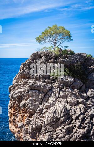 Ein einzelner Baum an einem Felsen in Mallorca Stockfoto