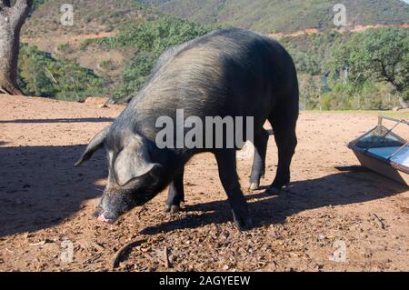 Große schwarze Schwein auf der Suche nach eicheln. Grünen Hügeln im Hintergrund. Spanien Stockfoto