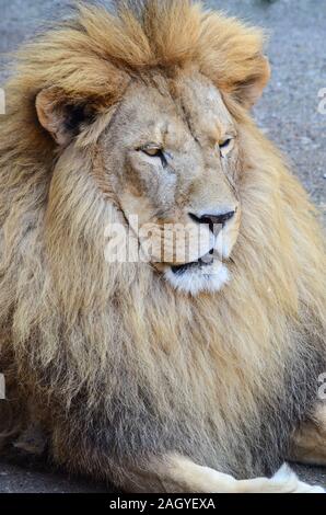 Nahaufnahme auf der Old Lion Portrait Stockfoto