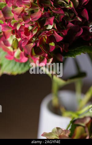 Hortensia hortensie Blumen Bouquet aus der Nähe immer noch auf einem weißen Topf Stockfoto