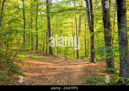 Junge Frühling Buchenwälder in Golden Morning Sonnenlicht Stockfoto