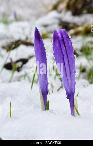 Zwei violette Krokusse im schmelzenden Schnee, Schneeregen oder Regen fällt auf Blütenblätter Stockfoto