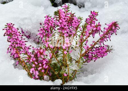 Der frühe Frühling lila Blüten der Gemeinsamen Heidekraut Calluna vulgaris, oder durch späte Schnee überrascht Stockfoto