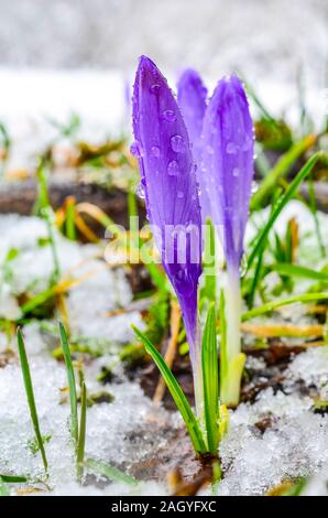 Der erste Frühling Blumen - Drei violette Krokusse im späten Schnee, geschlossen und durch Wassertropfen bedeckt Stockfoto