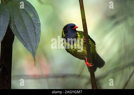 Grün-schwarz Fruiteater Pipreola riefferii Refugio Paz de Las Aves, Tandayapa, Ecuador 6 Dezember 2019 nach Cotingidae Stockfoto