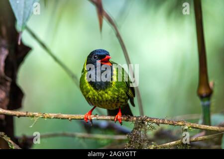 Grün-schwarz Fruiteater Pipreola riefferii Refugio Paz de Las Aves, Tandayapa, Ecuador 6 Dezember 2019 nach Cotingidae Stockfoto