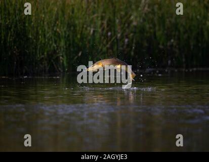 Bachforelle, Salmo trutta, springen aus dem Wasser, als Sie versuchen auf Ei zu füttern - Festlegung der Libellen und Damselflies an Marfield Nature Reserve, Masham. Stockfoto