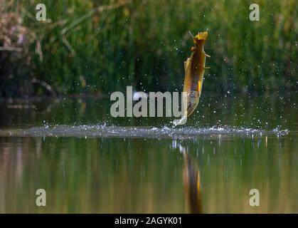 Bachforelle, Salmo trutta, springen aus dem Wasser, als Sie versuchen auf Ei zu füttern - Festlegung der Libellen und Damselflies an Marfield Nature Reserve, Masham. Stockfoto