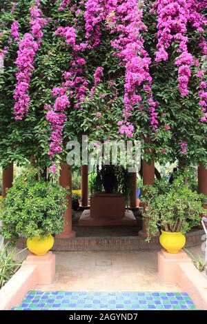 Jardin Majorelle, Gärten, restauriert von Fashion Designer Yves Saint Laurent, Marrakesch, Marrakesch, Marokko, Nordafrika Stockfoto