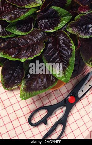 Die rote amaranth Blätter mit Schere während der Vorbereitung zu Cooke Stockfoto