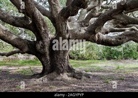 Coastal Live Oak 'Quercus virginiana', Goose Island State Park, Texas. Stockfoto