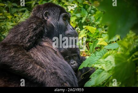 Eine weibliche Berggorillas ihr Baby Holding im Bwindi Impenetrable Nationalpark, Uganda. Stockfoto