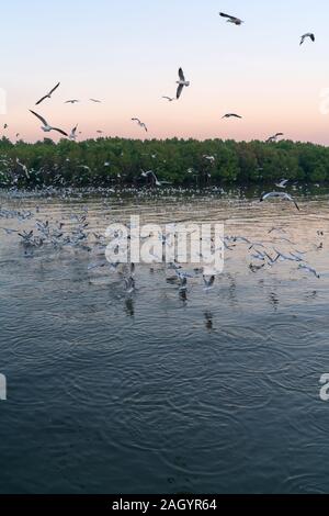 Gruppe von Möwen über dem Meer bei Sonnenuntergang fliegen Stockfoto