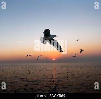 Gruppe von Möwen über dem Meer bei Sonnenuntergang fliegen Stockfoto