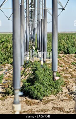 Sprinkler, lineare Bewässerungssystem, vinyl Tropfen, die in Hanf Feld 'Frosted Kalk" Sorte, Cannabis Sativa. Stockfoto