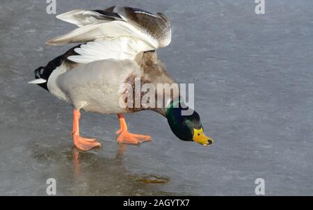 Anas platyrhynchos Stockente oder Stretching, Flügel und Hals beim Stehen auf dem Eis der gefrorenen Winter Lake Stockfoto