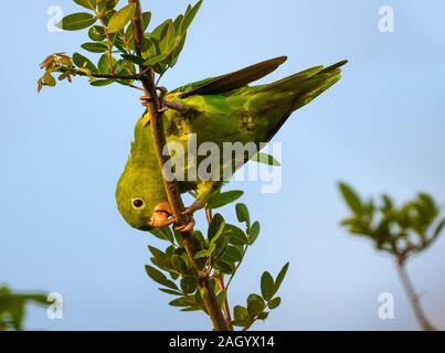 Eine gelb-chevroned Parakeet (Sperlingsvögel chiriri) Nahrungssuche auf einen Baum. Tocantina, Brasilien. Stockfoto