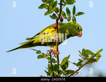 Eine gelb-chevroned Parakeet (Sperlingsvögel chiriri) Nahrungssuche auf einen Baum. Tocantina, Brasilien. Stockfoto