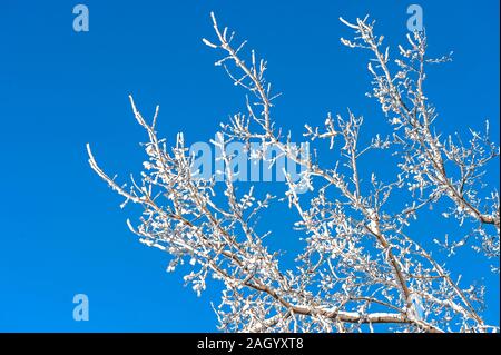 Low Angle View von Frost bedeckt Filialen Stockfoto
