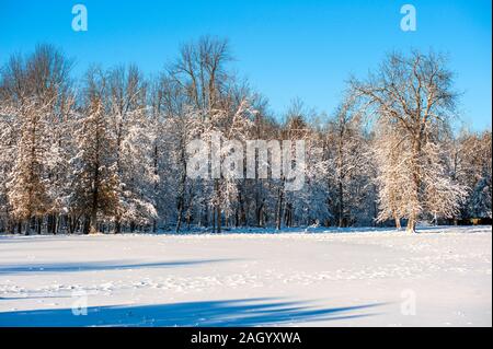 Schneebedeckte Feld und Bäume Stockfoto