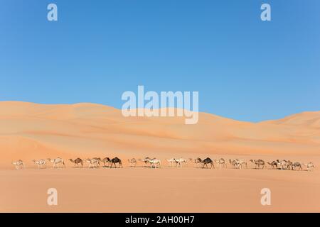 Luftaufnahme von einer Drohne einer aufgereiht Gruppe von Dromedar Kamele zu Fuß in das Leere Viertel Wüste. Abu Dhabi, Vereinigte Arabische Emirate. Stockfoto