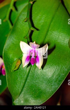 Exotische Orchideen. In der Nähe der tropischen Orchideen mit glänzendem lila und weißen Blütenblättern, auf grüner Orchid leaf Hintergrund. Stockfoto