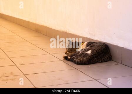 Streunende Katze Stockfoto