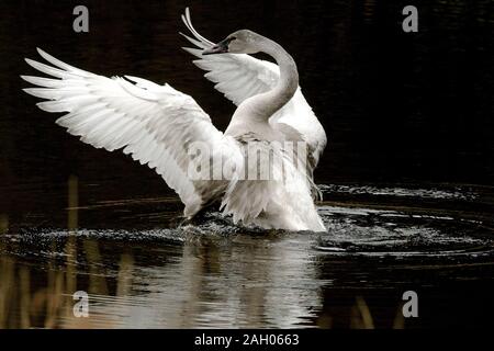 Ein junger Trompeterschwan (Cygnus Buccinator) flatscht seine Flügel und breitet Wellen im Wasser vor schwarzem Hintergrund aus. Stockfoto