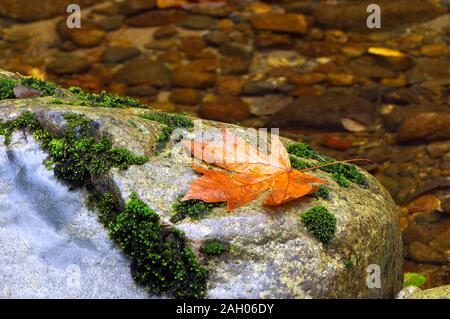 Orange Maple Leaf auf einem Felsen mit Moos von einem Bach. Stockfoto