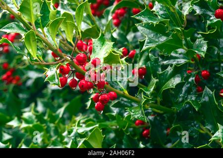 Red Stechpalme Beeren mit Regentropfen auf einem Zweig der stachelige grüne Blätter. Stockfoto