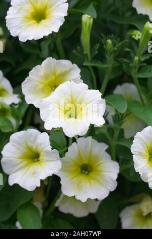 Petunia F1 easy Wave gelbe Blüten Stockfoto