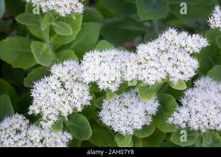 Weiß Hylotelephium Blumen im Garten. Sedum Blüte. Stockfoto