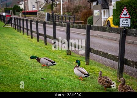 Schild Warnung für Enten und Entenküken, die Straße zu überqueren, über einen Zaun an der Straße, an einem wolkigen Hintergrund, während Enten Stockfoto