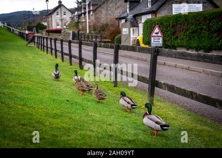 Schild Warnung für Enten und Entenküken, die Straße zu überqueren, über einen Zaun an der Straße, an einem wolkigen Hintergrund, während Enten Stockfoto