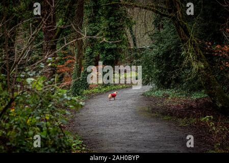 Wenig verloren Hund in einem bunten Wald, voll von Gefallenen trockene Blätter auf dem Boden, Mischen eine Vielzahl von Gelb, Rot, Orange und Grün. Konzept der Stockfoto