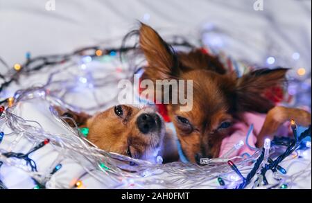 Zwei Toy Terrier ist ein gelbes New Year's Hund. Stockfoto