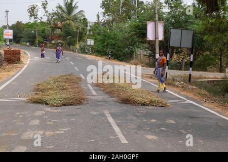 Reife Frau trocknen Nutzpflanzen auf die Landstraße, Ariyalur Bezirk, Tamil Nadu, Indien Stockfoto