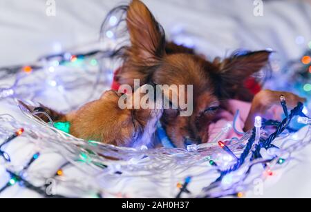 Zwei Toy Terrier ist ein gelbes New Year's Hund. Stockfoto